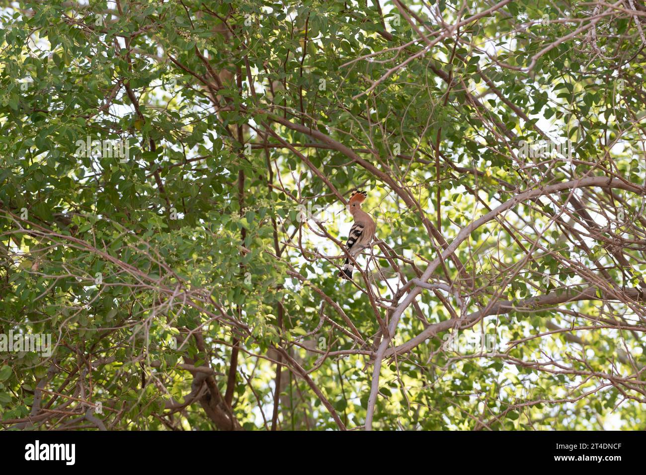 Hoopoe arroccato su un albero, fauna selvatica urbana a Dubai, Emirati Arabi Uniti (UAE), Medio Oriente Foto Stock