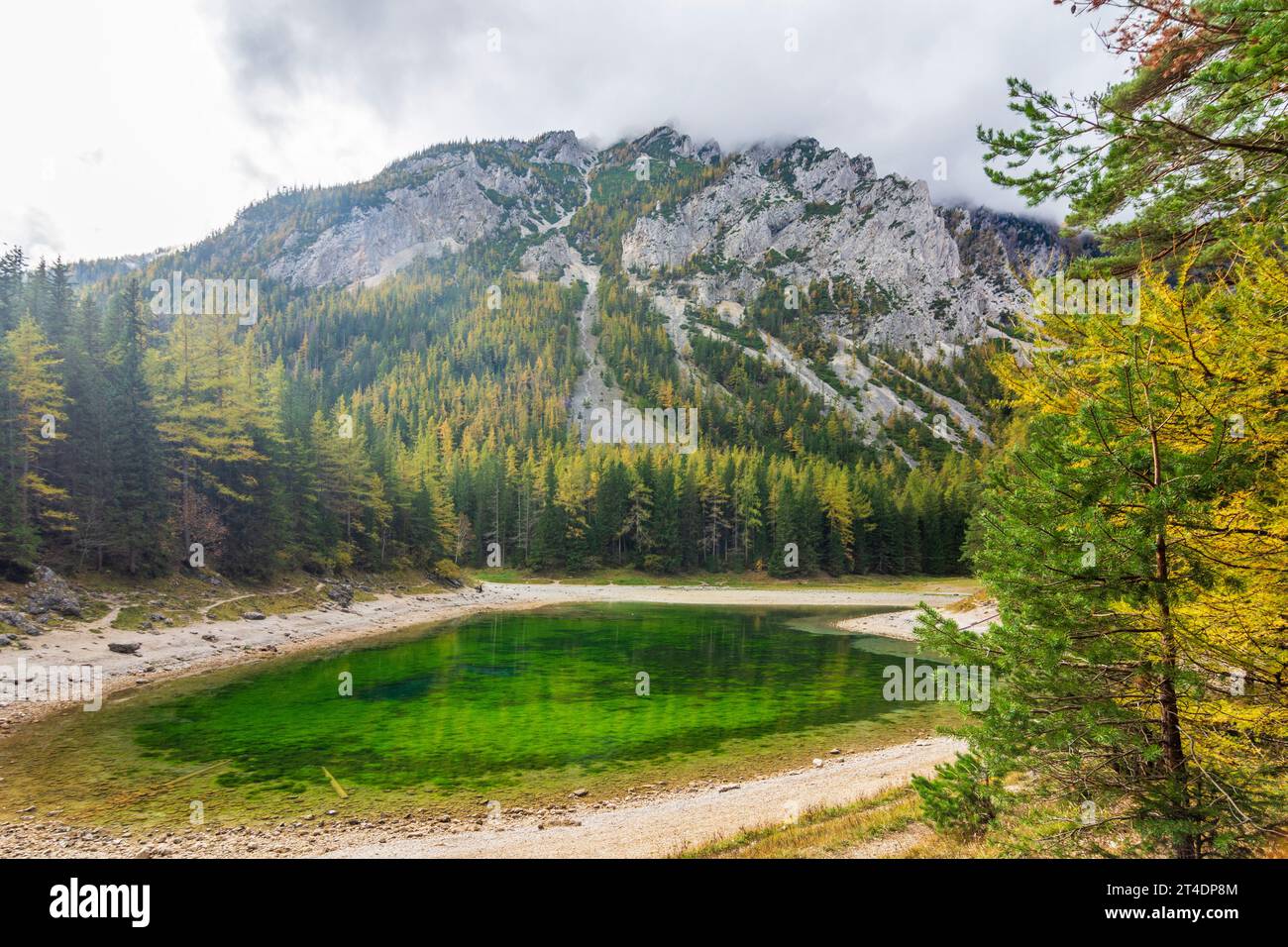 Tragöß-Sankt Katharein: Grüner SEE (Lago Verde), foresta colorata in autunno, Alpi a Erzberg Leoben, Steiermark, Stiria, Austria Foto Stock