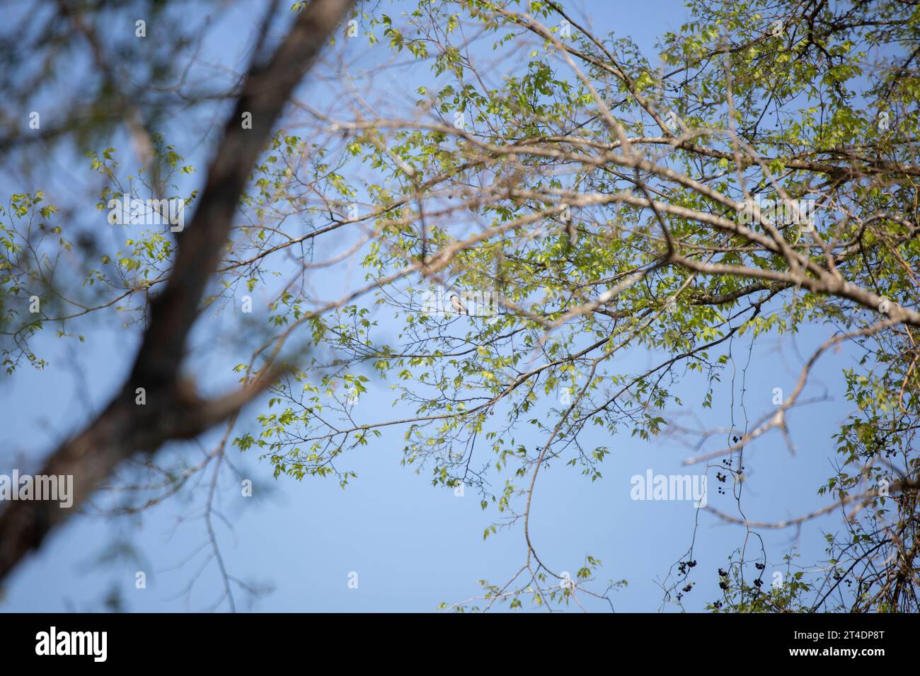 La piccola Carolina chickadee (Poecile carolinensis) che strizza dal suo persico su un ramo d'albero Foto Stock