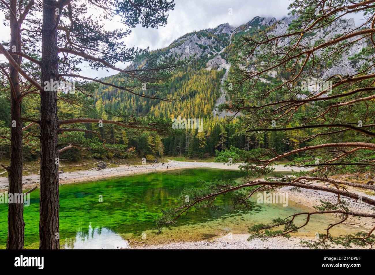 Tragöß-Sankt Katharein: Grüner SEE (Lago Verde), foresta colorata in autunno, Alpi a Erzberg Leoben, Steiermark, Stiria, Austria Foto Stock