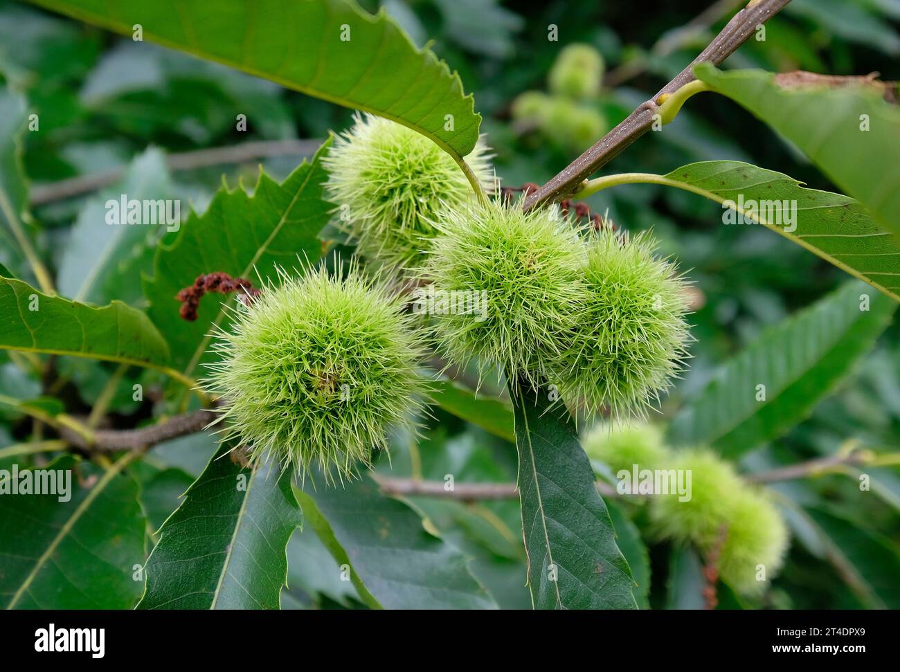dolci baccelli di semi di castagno sull'albero, norfolk, inghilterra Foto Stock