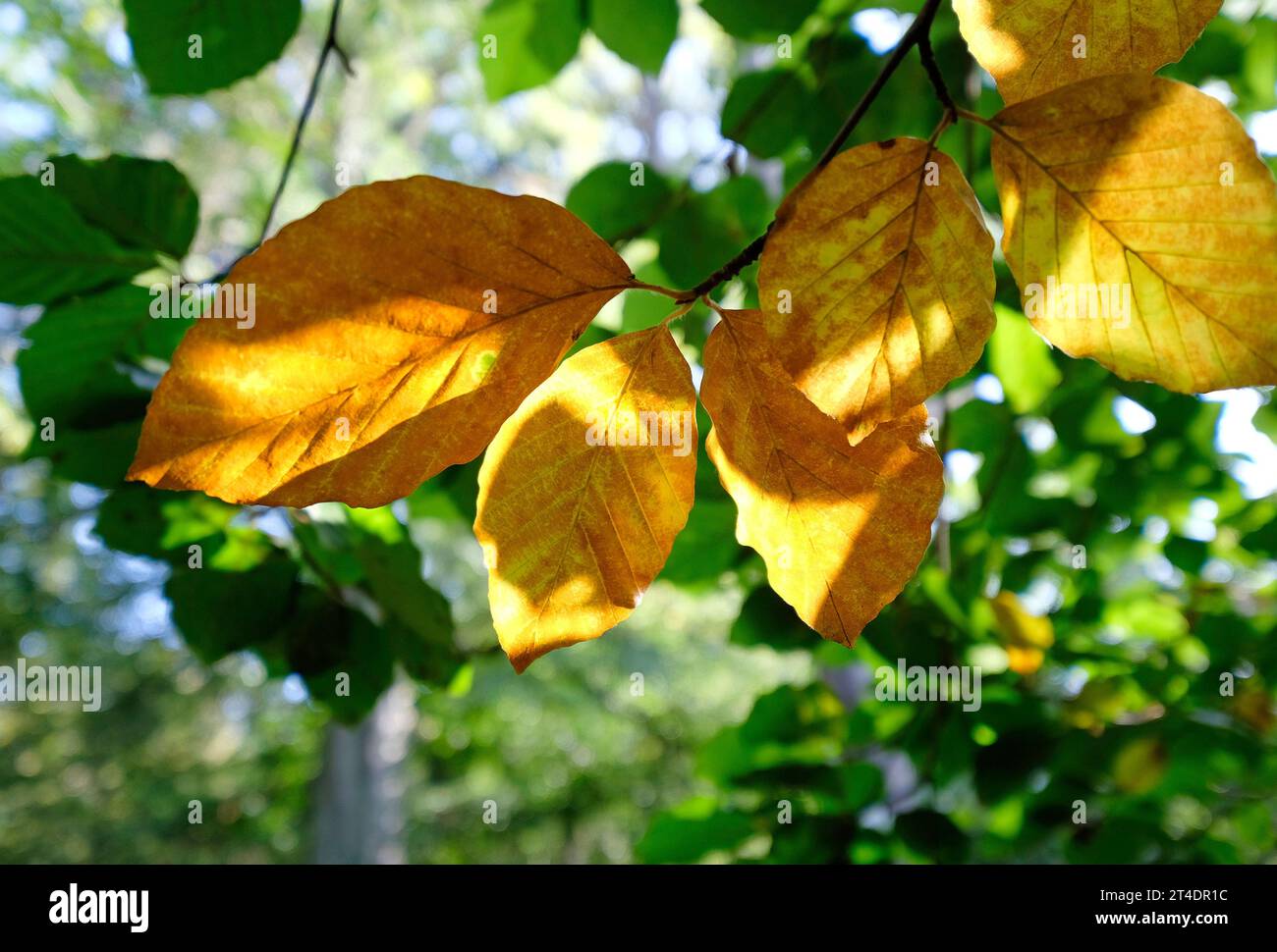 foglie di faggio giallo autunnale sull'albero, norfolk, inghilterra Foto Stock