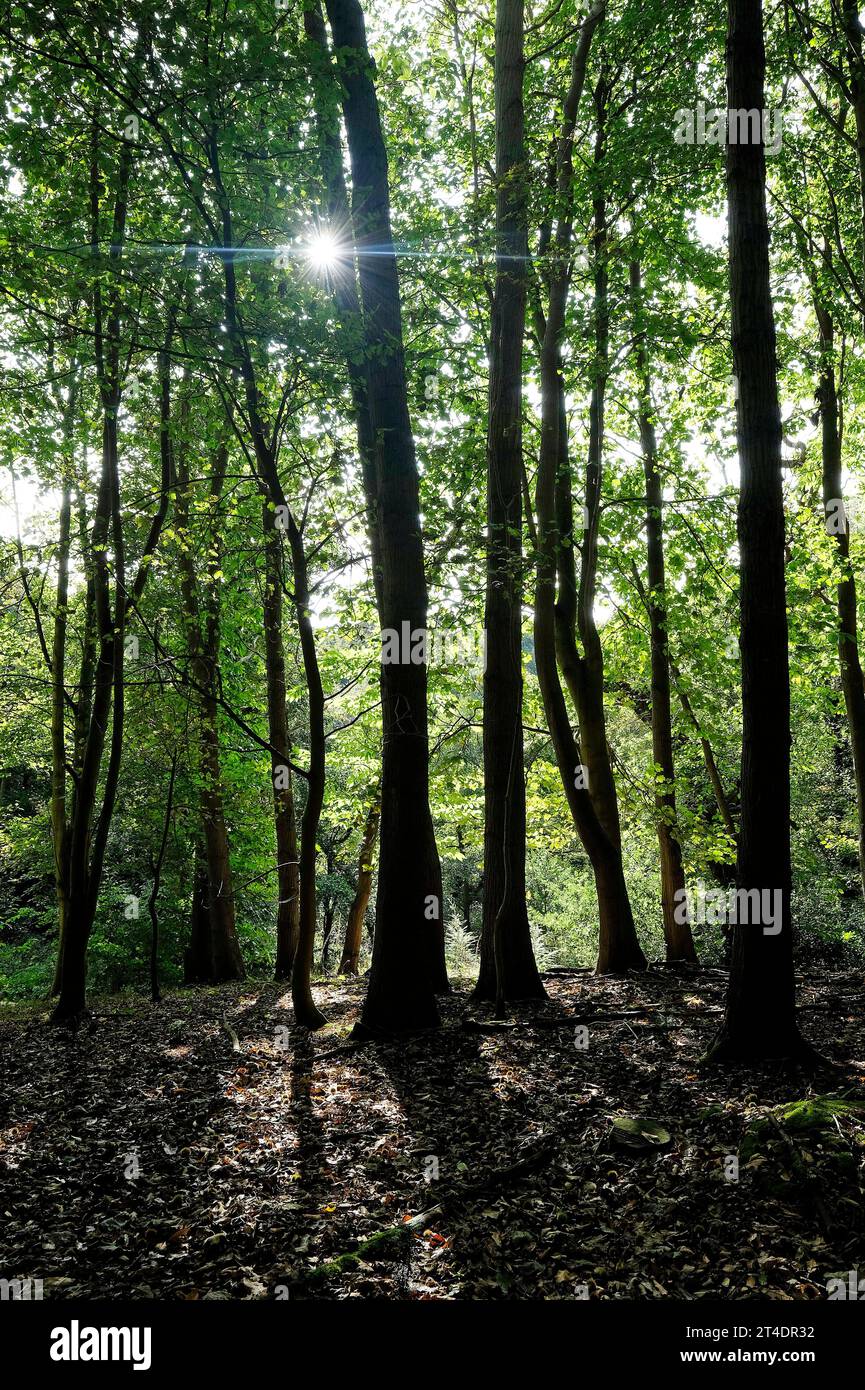 sunburst tra gli alberi in un ambiente boschivo, norfolk, inghilterra Foto Stock