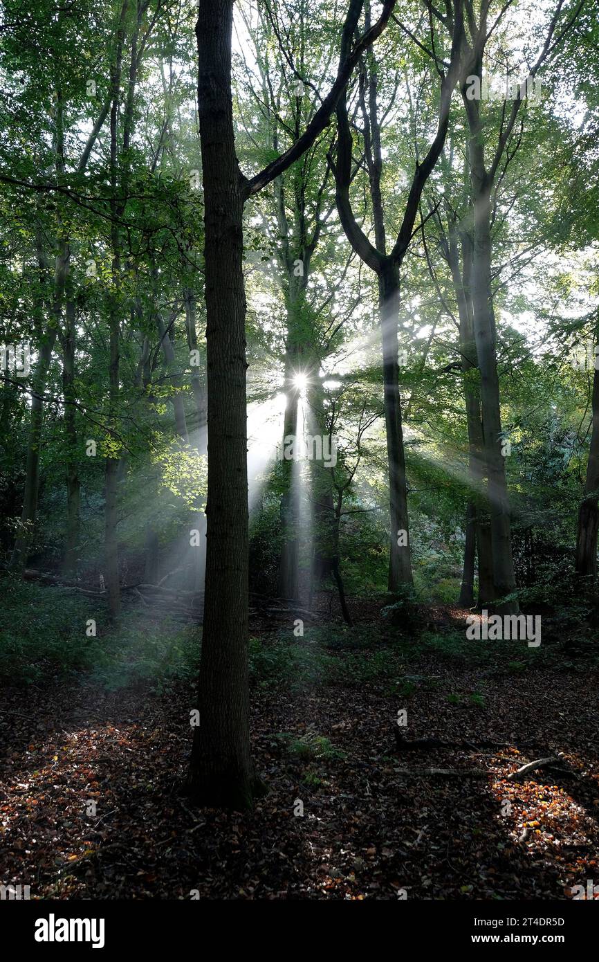 sunburst tra gli alberi in un ambiente boschivo, norfolk, inghilterra Foto Stock