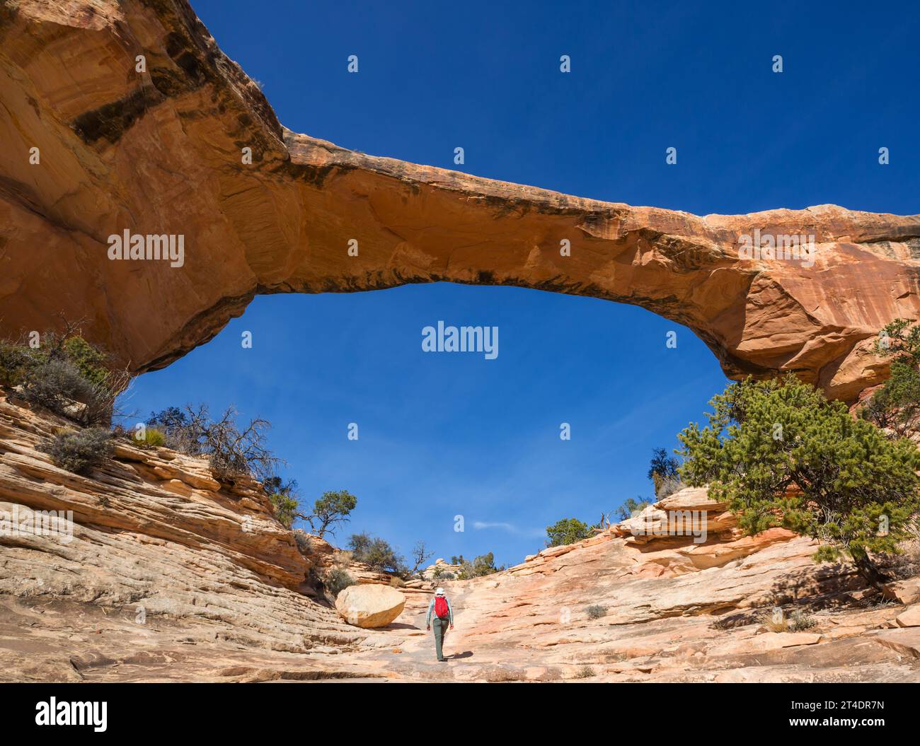 Owachomo Bridge in ponti naturali Monumento Nazionale , Utah, Stati Uniti d'America Foto Stock