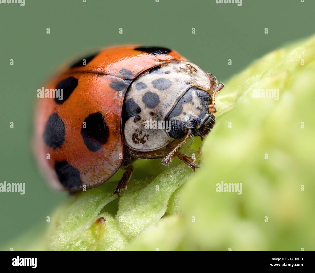 Ladybird (Adalia decempunctata) a 10 punti su cono di pino. Tipperary, Irlanda Foto Stock