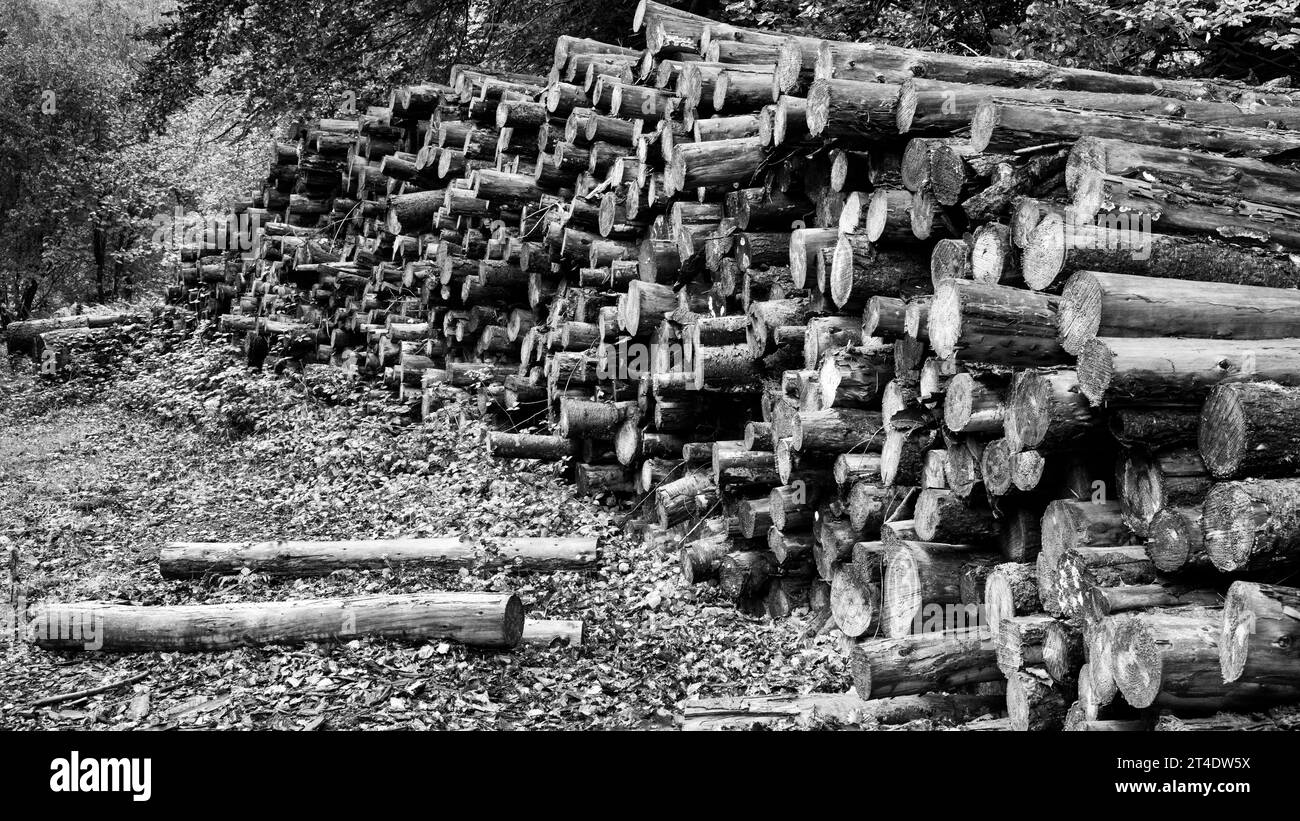 Pile di legno forestale in bianco e nero Foto Stock