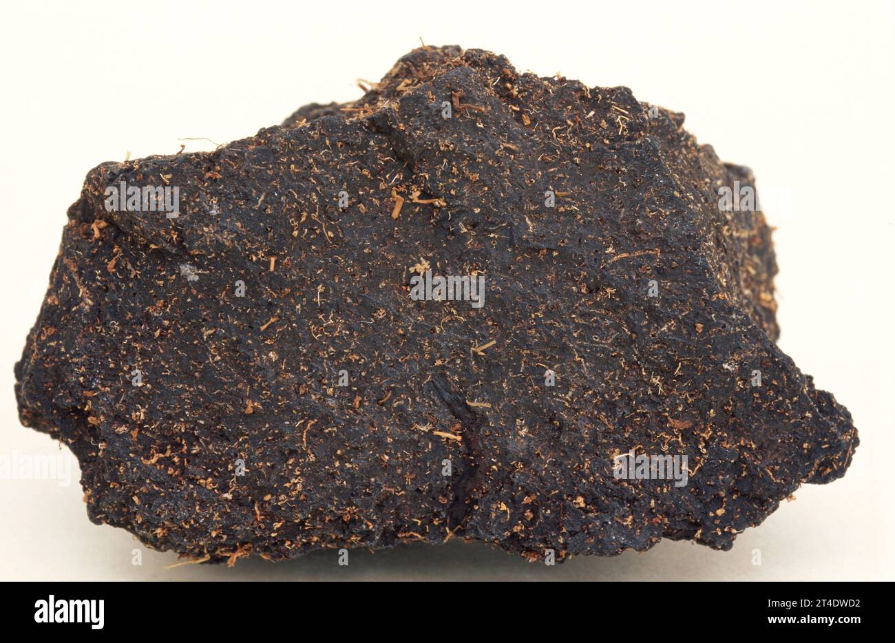 La torba è una specie di carbone giovane formato principalmente con resti di muschio (Sphagnum). Campione. Foto Stock