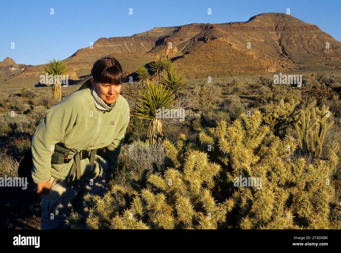 Cholla al Black Wash, Mojave National Preserve, California Foto Stock