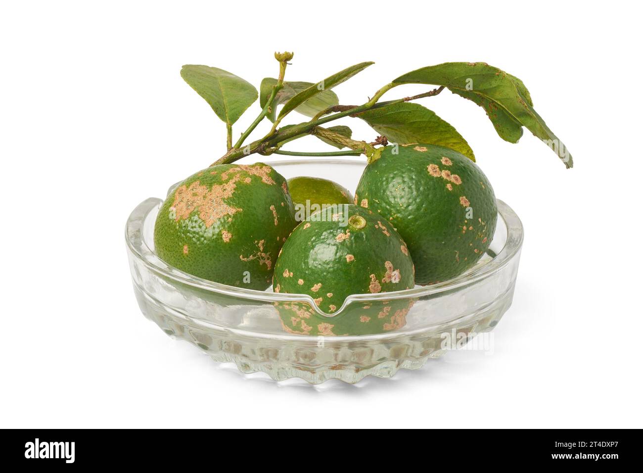 primo piano di lime filippino con foglie su un recipiente, noto anche come calamondina o calamansi, piccoli agrumi con crostata e sapore acido utilizzati in una varietà di piatti Foto Stock