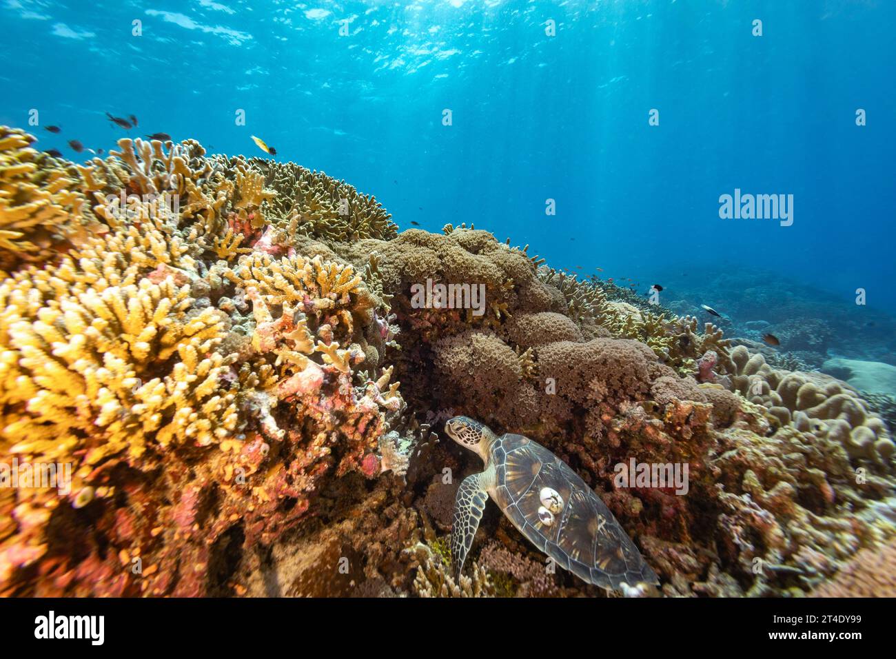 Tartaruga marina verde, Chelonia mydas, con 2 grandi barnaccoli sulla conchiglia, incastonata nel corallo su una barriera corallina tropicale Foto Stock