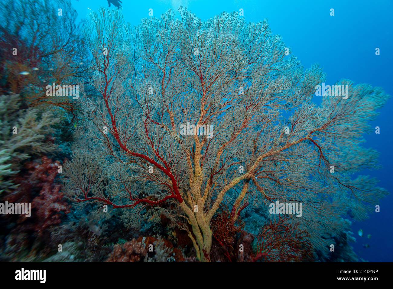 I giganteschi coralli gorgoniani si estendono e si nutrono di plancton passando le correnti su una barriera corallina tropicale Foto Stock