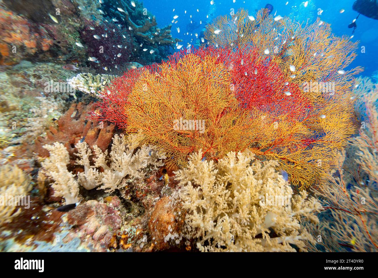 I giganteschi coralli gorgoniani si estendono e si nutrono di plancton passando le correnti su una barriera corallina tropicale Foto Stock