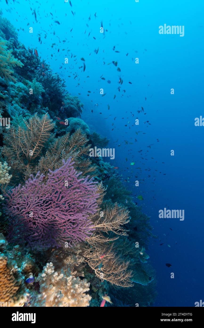Banchi di pesci tropicali nuotano intorno a coralli viola ramificati sulla barriera corallina tropicale Foto Stock
