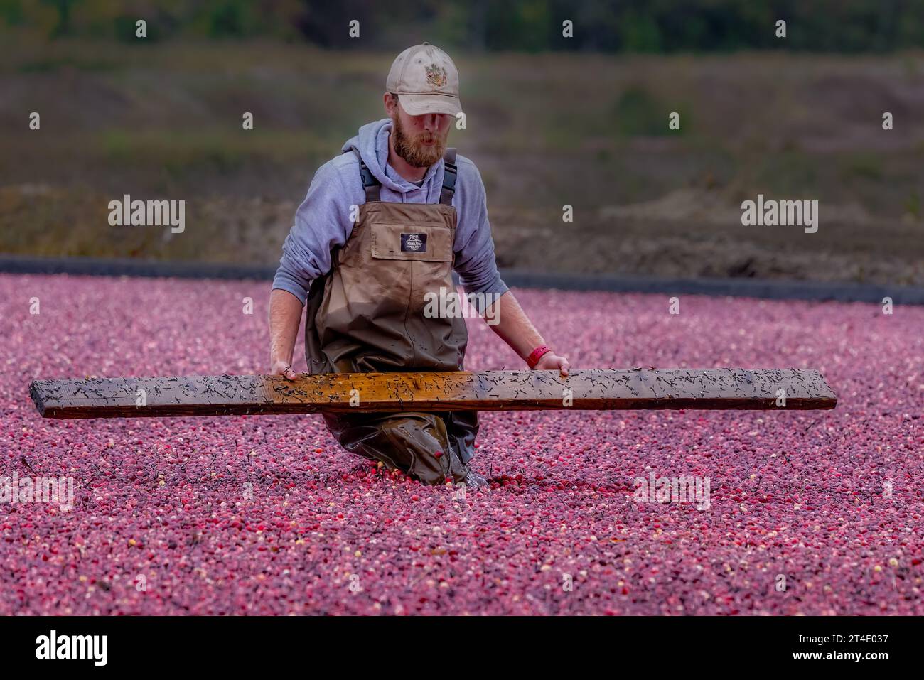 Gli agricoltori raccolgono mirtilli rossi allagati nella palude durante la stagione del raccolto. Foto Stock