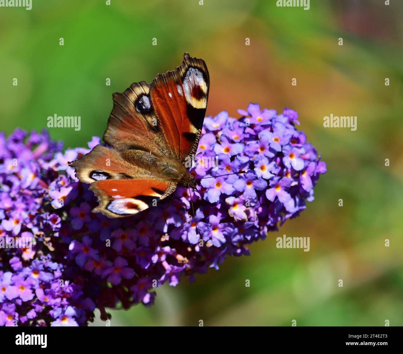 Aglais io, il pavone europeo in una soleggiata giornata autunnale Foto Stock