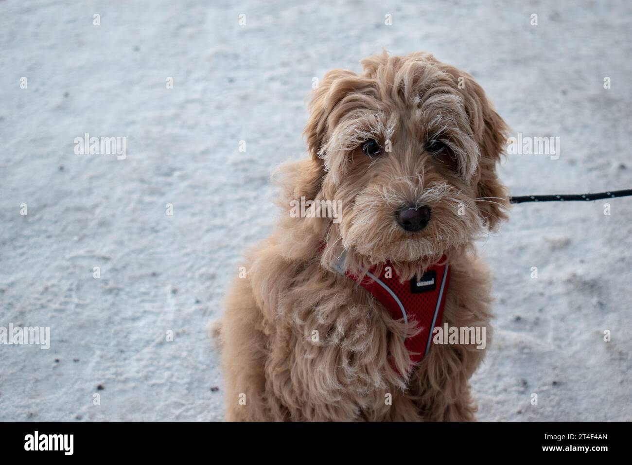 Pelliccia di color albicocca Australian Labradoodle Puppy. Paesaggio invernale con neve profonda. Foto Stock