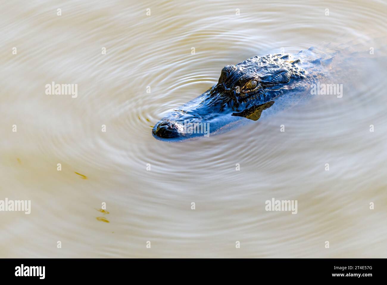Colpo alla testa di alligatore americano che galleggia sulla superficie del lago Fausse Pointe nel bacino del fiume Atchafalaya Foto Stock