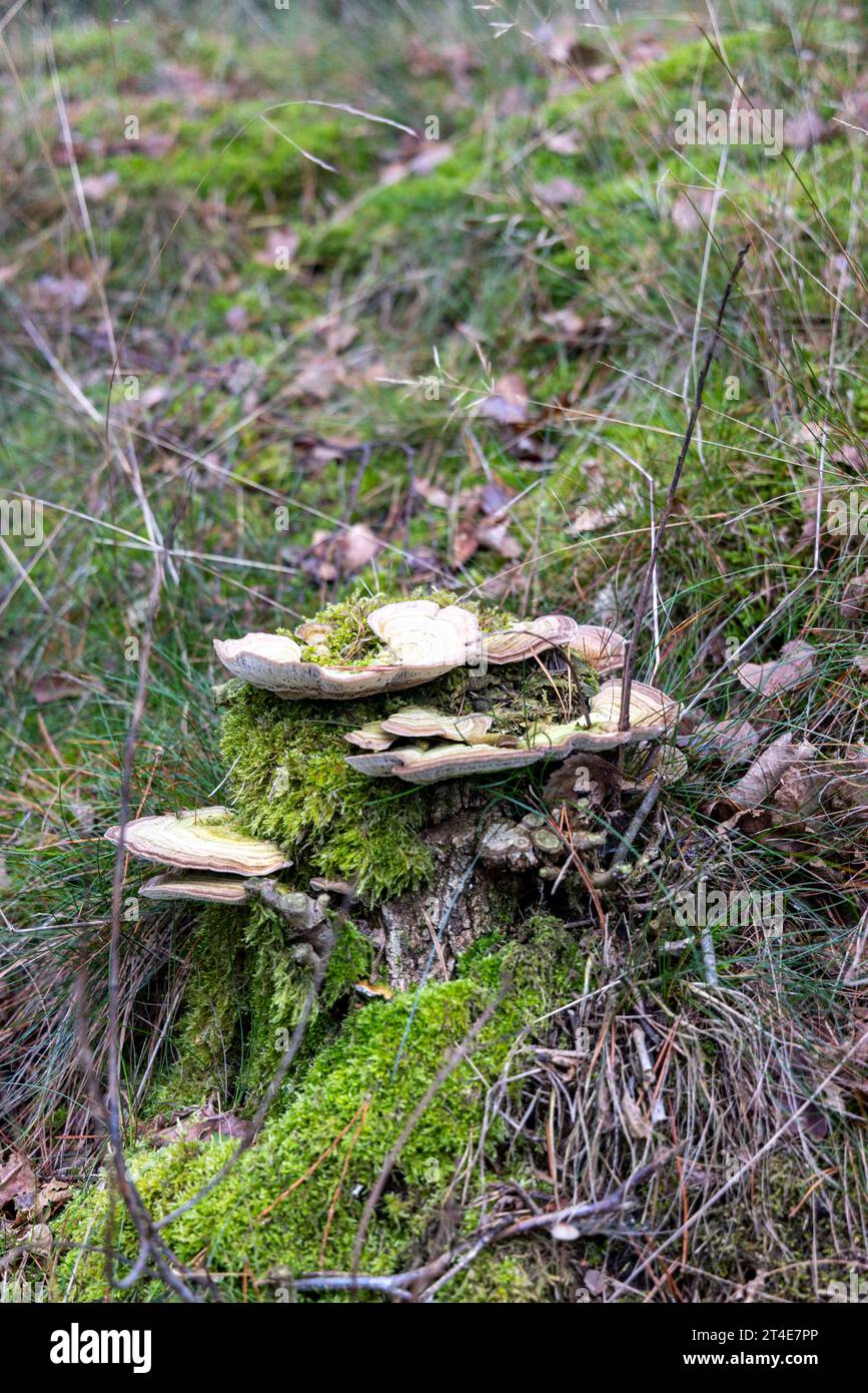 Polipori; coda di tacchino (Trametes versicolor) che si nutrono di legno, cresce su un tronco di albero in una foresta; lato inferiore visibile Foto Stock