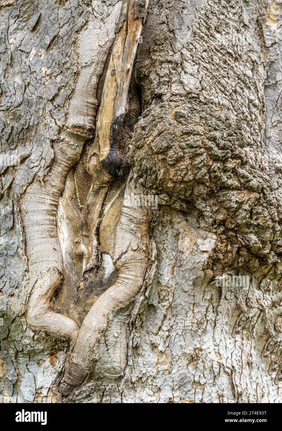Knobby weathered corteccia di un vecchio albero Foto Stock