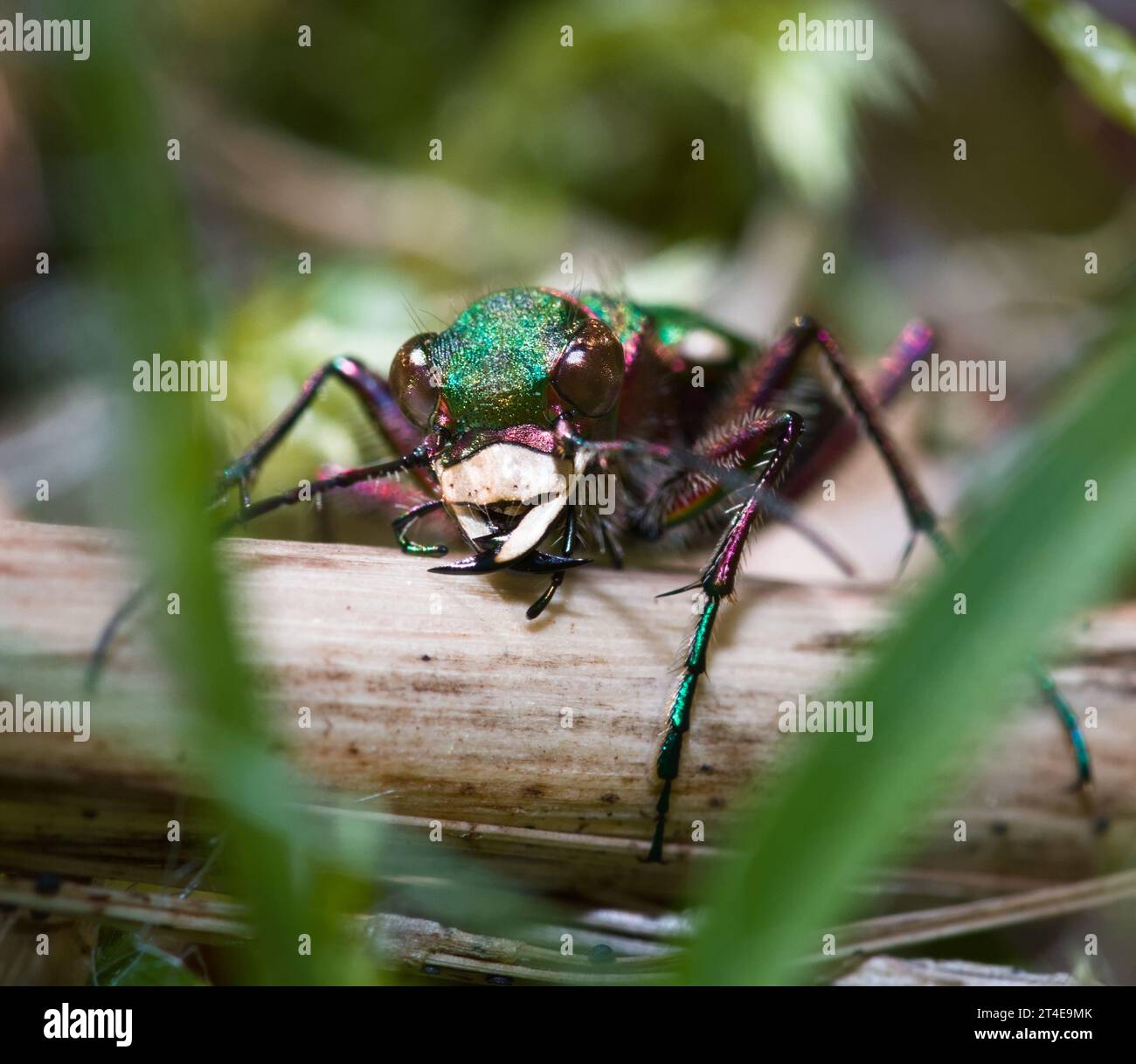 Vista frontale DELLA testa di Uno scarabeo della Tigre Verde, Cicindela campestris, caccia alla preda nel sottobosco, New Forest UK Foto Stock