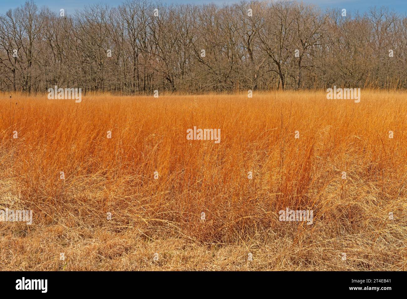 Vibrant Prairie Grass contro The Woodland nella Midewin National Tallgrass Prairie in Illinois Foto Stock