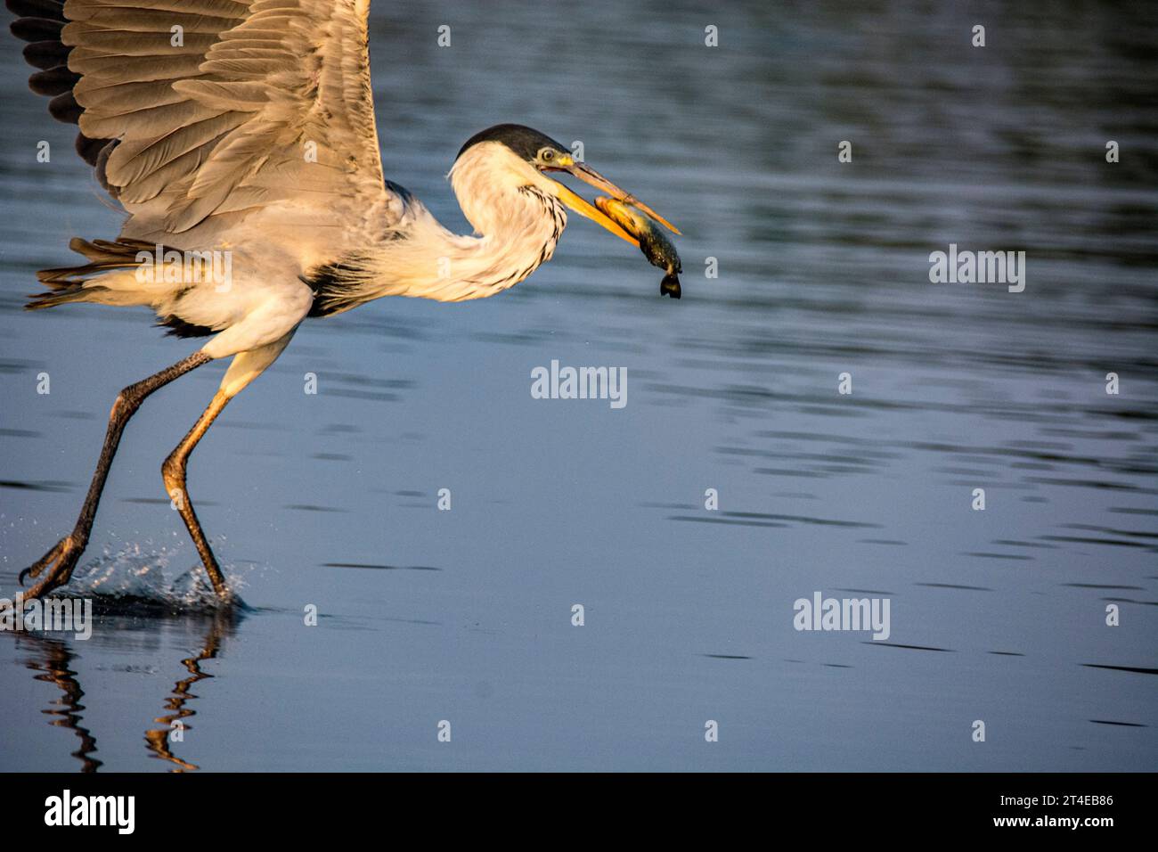 Cocoi Heron o Heron dal collo bianco, Ardea cocoi, pesca in un fiume nel Pantanal, Mato grosso, Brasile Foto Stock