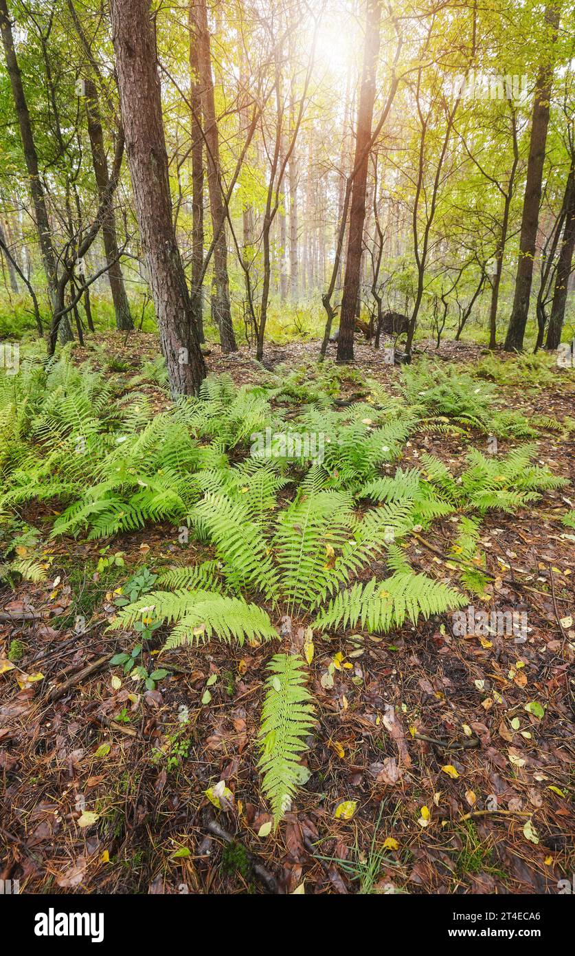 Foto di una foresta in autunno. Foto Stock