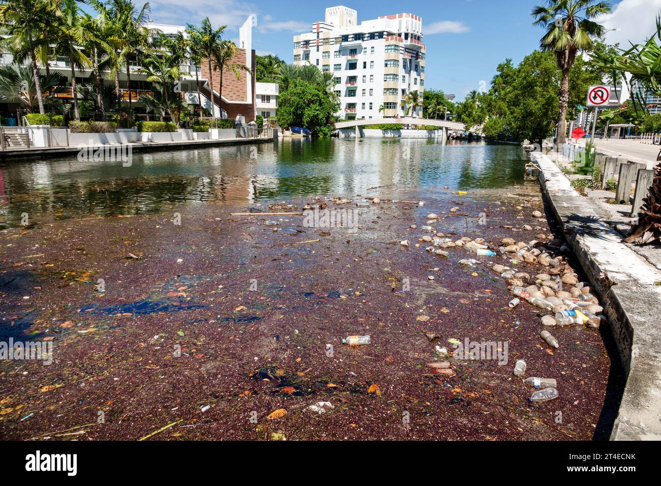 Miami Beach, Florida, canale di Indian Creek, detriti di superficie galleggianti rifiuti inquinamento Foto Stock