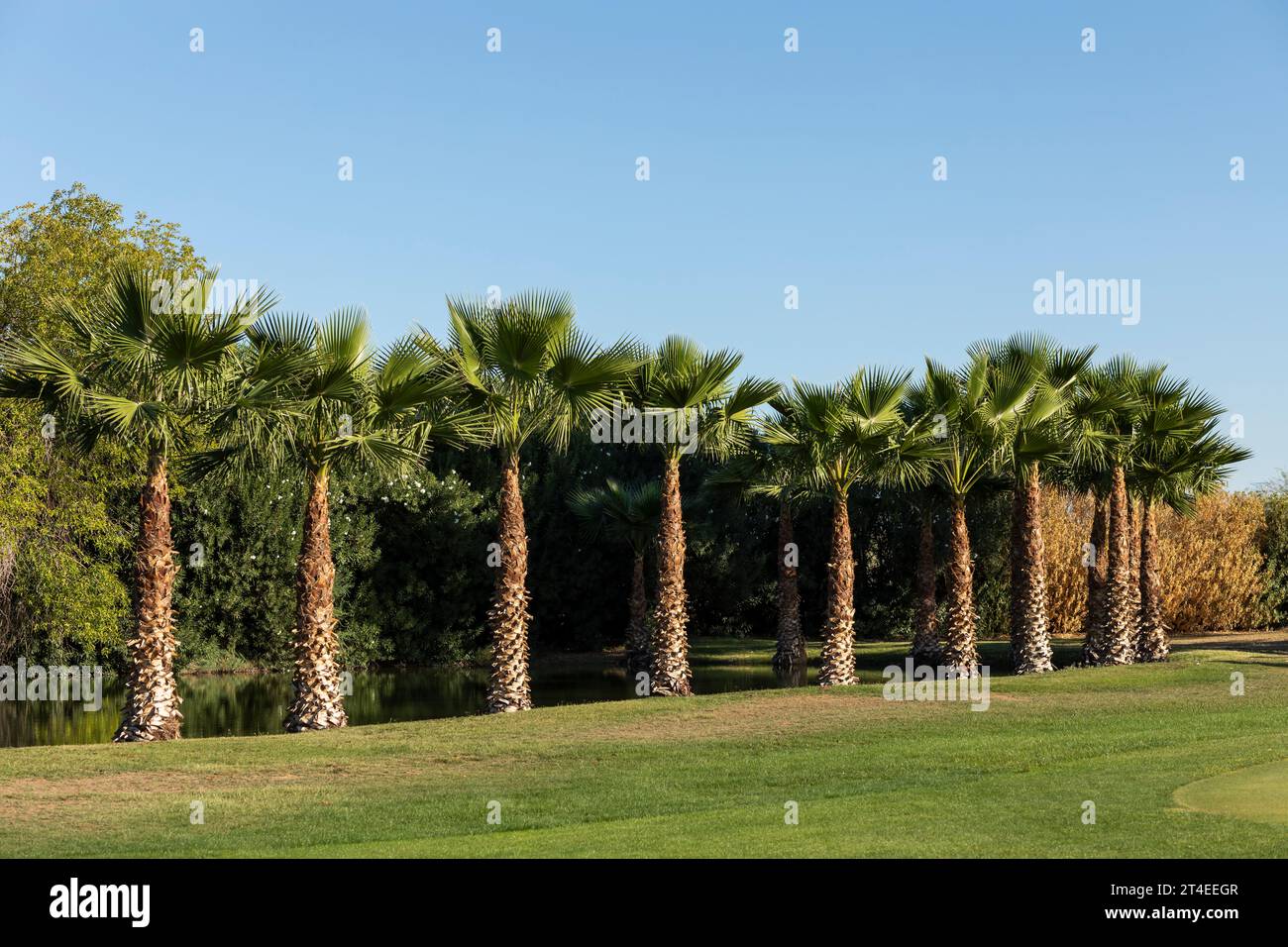 Cartolina Green Lawn con Young Palm Trees intorno allo stagno, Blue Sky sullo sfondo. Moda, viaggi, estate, concetto di vacanza. Foto Stock