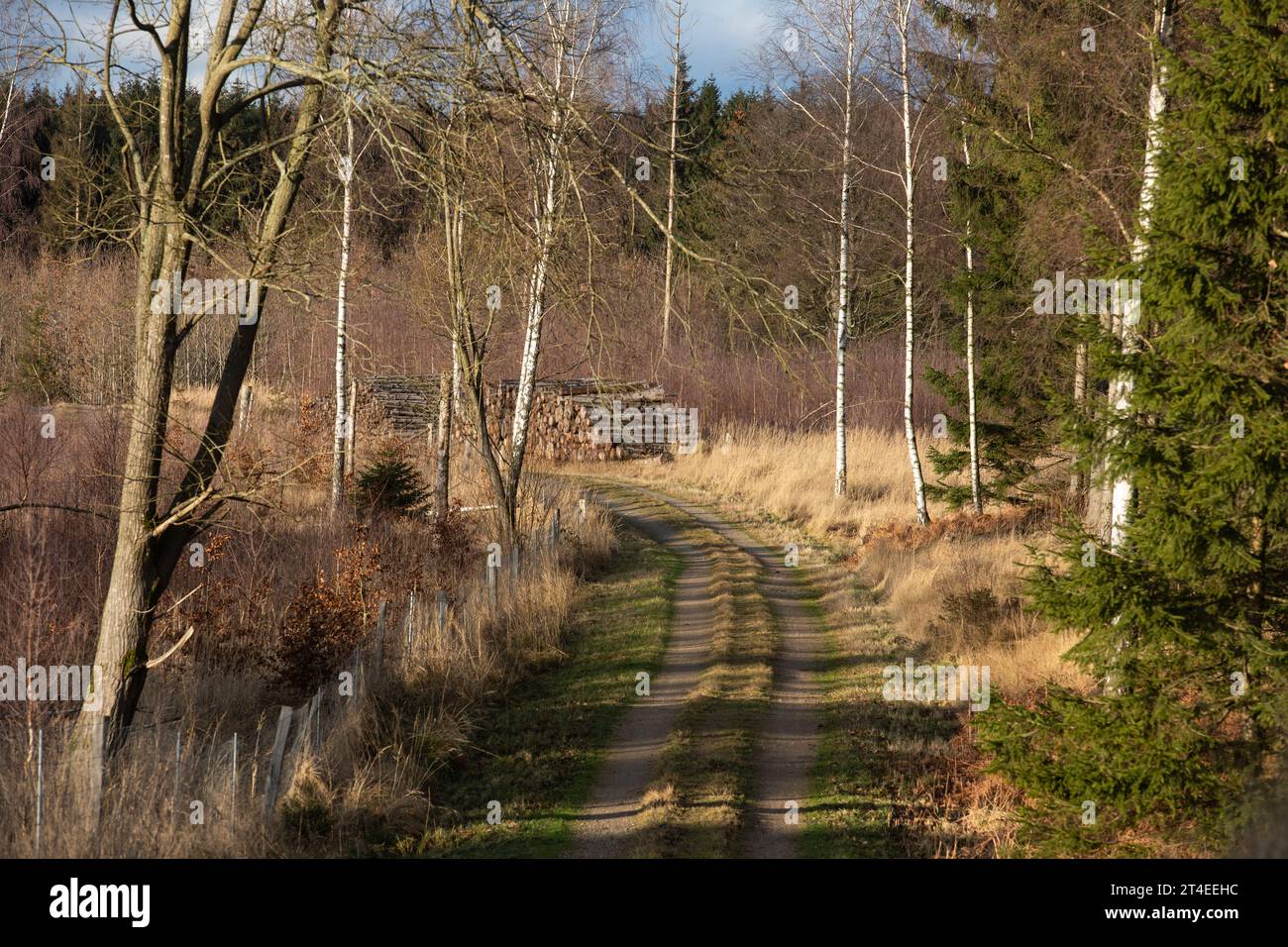 Gribskov in Danimarca vicino a Kagerup nell'inverno 2019 Foto Stock