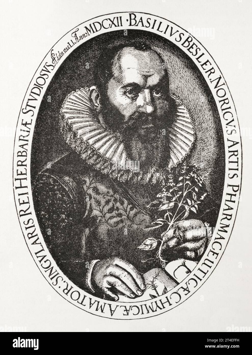 XVII secolo c. lastra di rame di Basil Besler; druggista (forse da Norimberga) e autore di Hortus Eystettenis, 1613. Vedere Note. Foto Stock