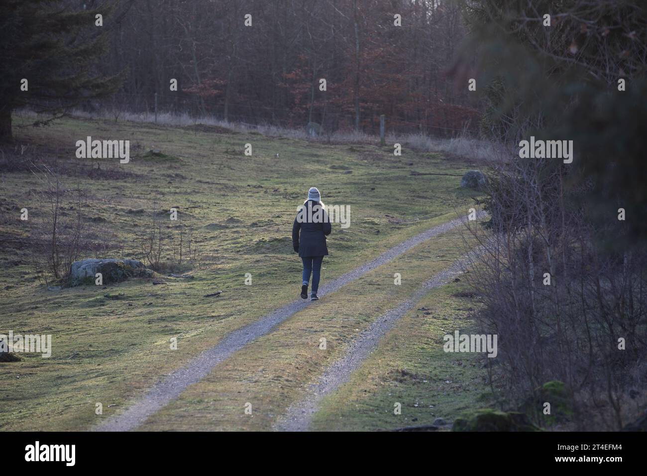 Gribskov in Danimarca vicino a Kagerup nell'inverno 2019 Foto Stock