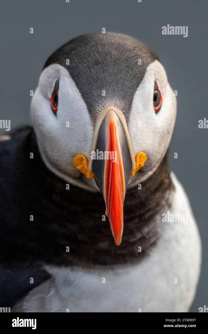 Puffin, Látrabjarg Bird Cliffs, Westfjords, Islanda Foto Stock