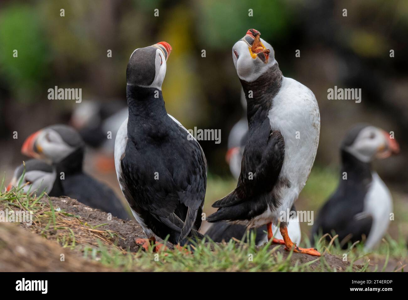 Puffins, Borgarfjörður eystri, Islanda Foto Stock