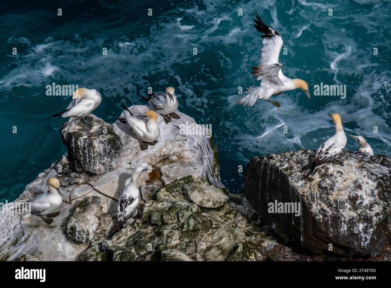 Colonia di Gannet, Storikarl, Penisola di Langanes, Islanda Foto Stock