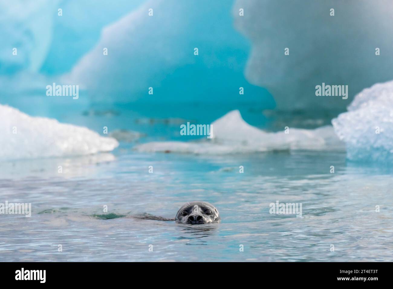 Seal, laguna di Jökulsárlón, Islanda Foto Stock