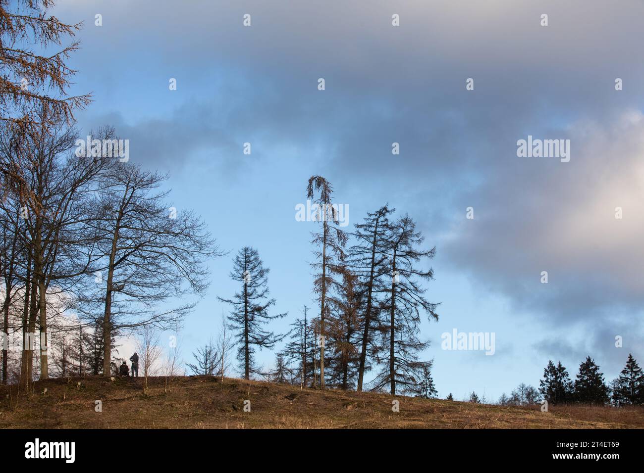 Gribskov in Danimarca vicino a Kagerup nell'inverno 2019 Foto Stock