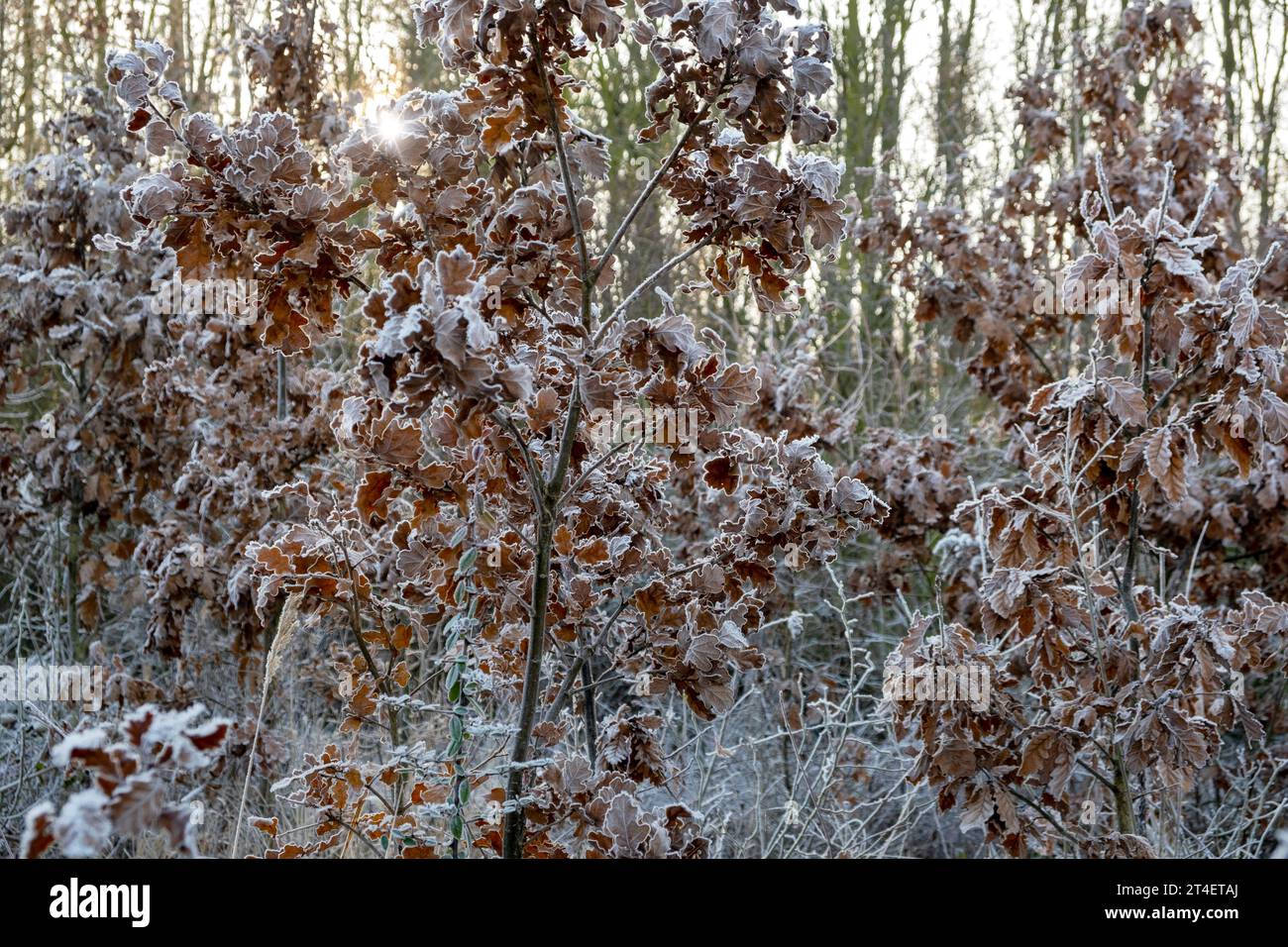 Gelata sulle foglie di quercia, mattina ghiacciata d'inverno, paesaggio invernale fiabesco, Quercus Foto Stock