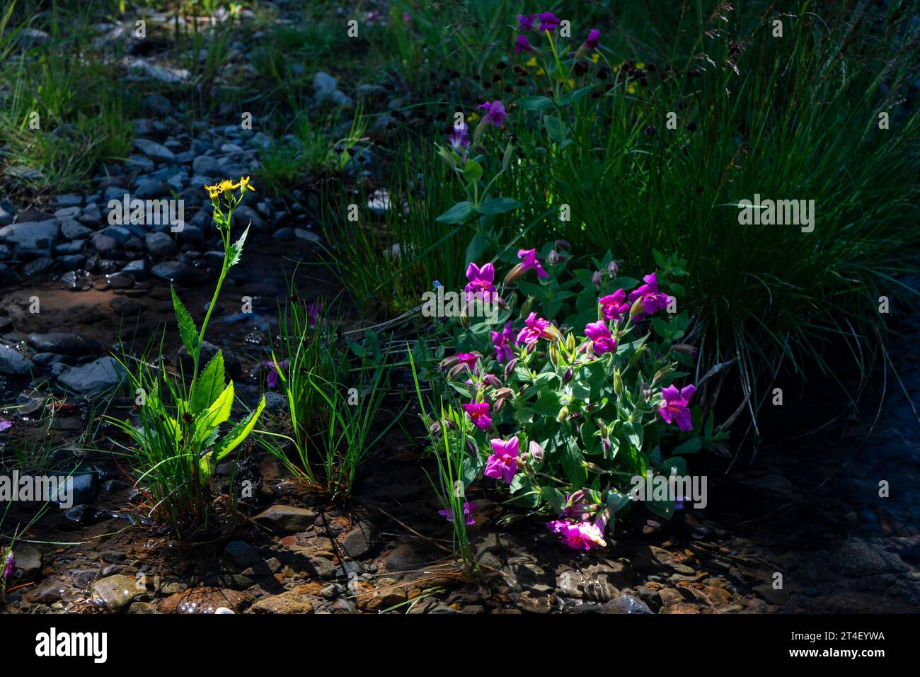 Lewis's Monkeyflower (Mimulus lewisii) lungo Canyon Creek nella contea di Jefferson, in Oregon, sotto Three Finger Jack. Foto Stock