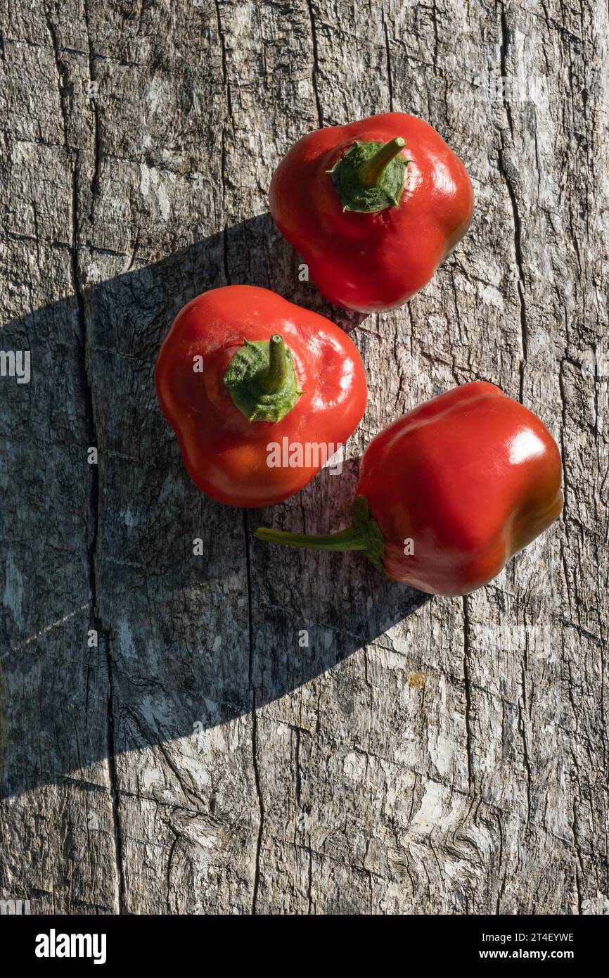 Rocoto, peperuviano usato nella cucina peruviana, piccante Foto Stock