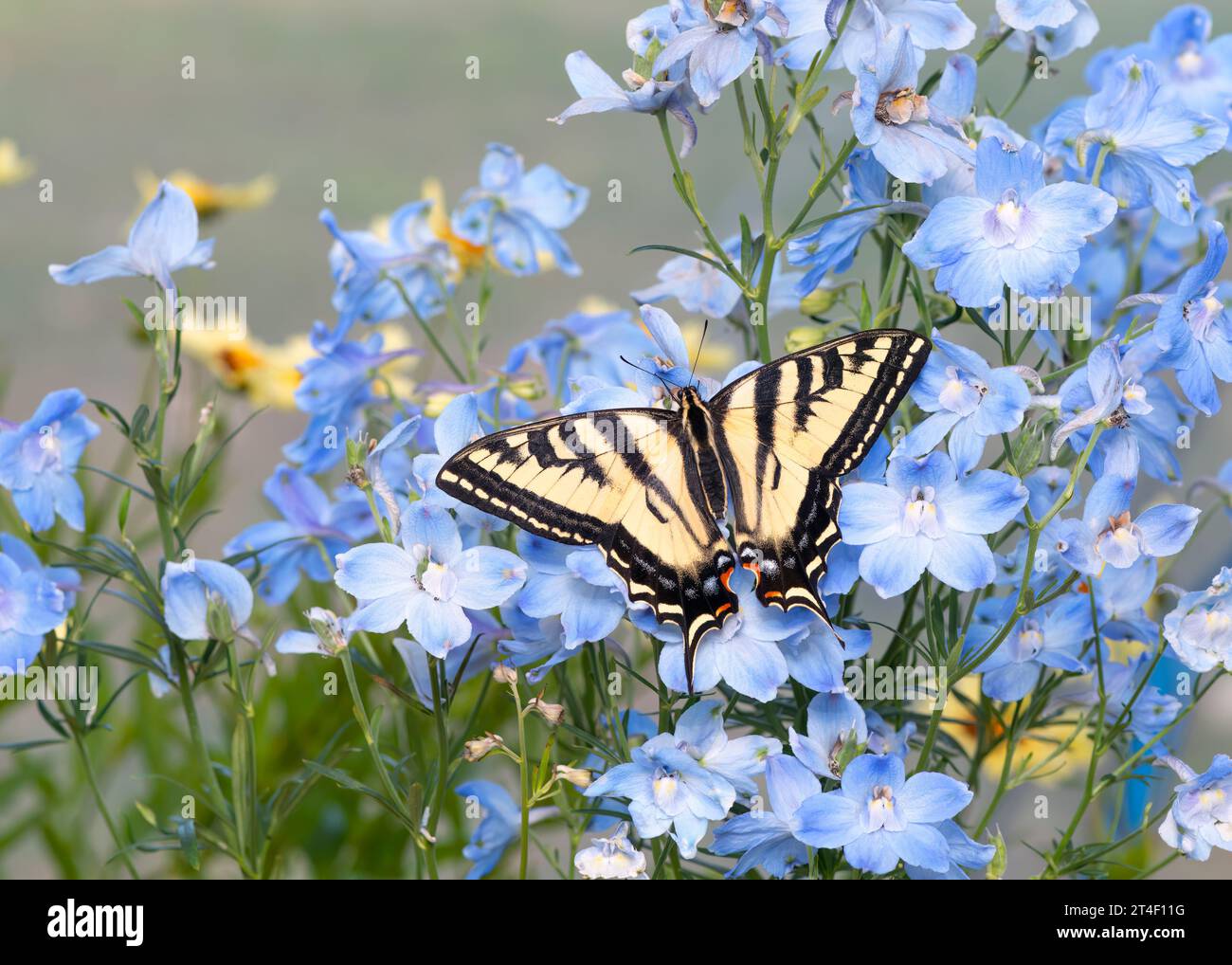 Macro di una tigre occidentale coda di rondine (Papilio rutulus) farfalla che riposa sui fiori di dianthus. Vista dall'alto con le ali aperte. Foto Stock