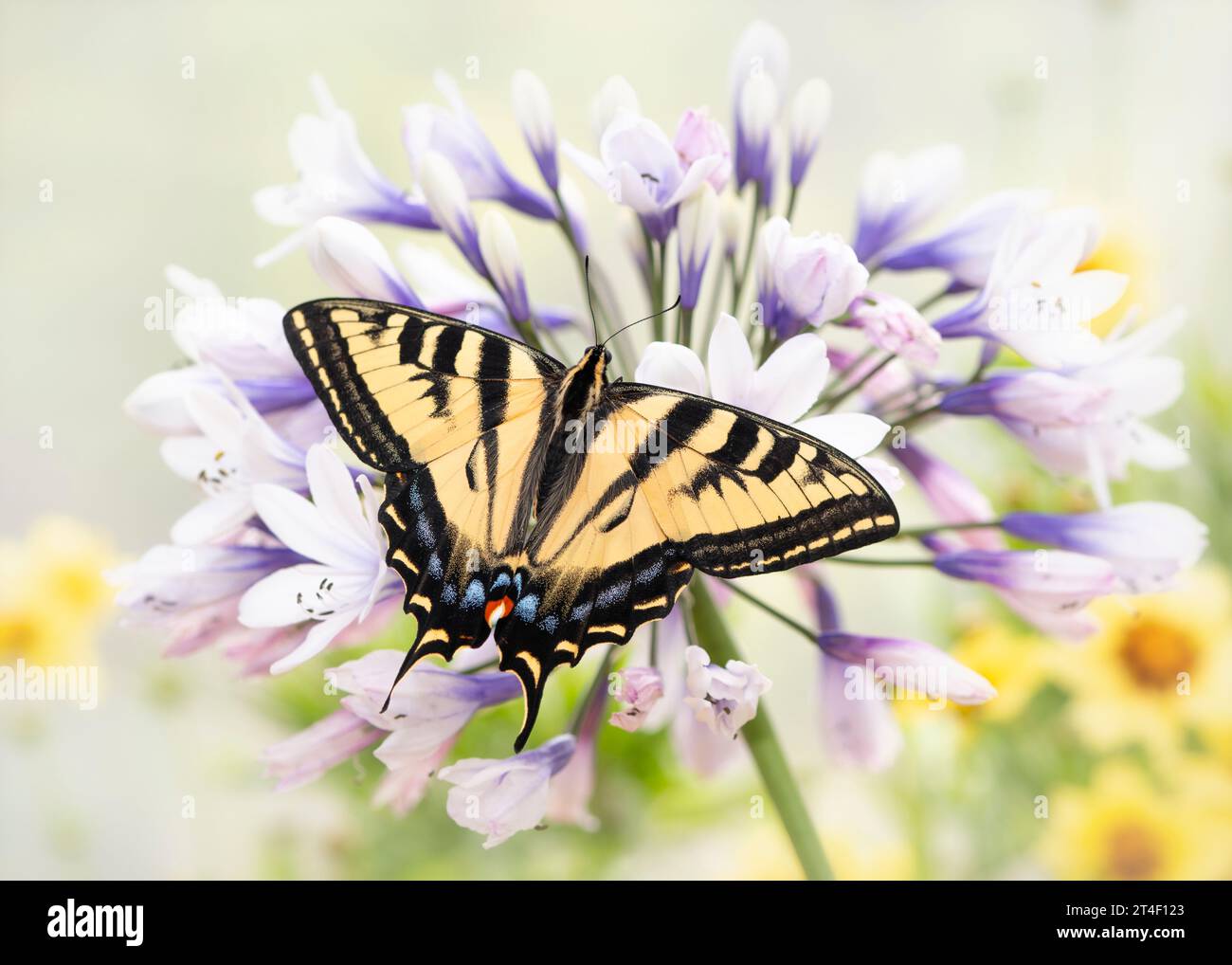 Macro di una tigre occidentale coda di rondine (Papilio rutulus) farfalla che poggia su un fiore di agapanto. Vista dall'alto con le ali aperte. Foto Stock
