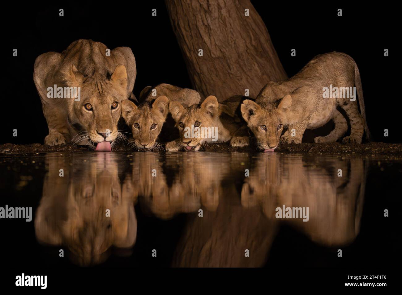 Una leonessa con tre cuccioli che beve acqua da uno stagno di notte a Lentorre, in Kenya Foto Stock