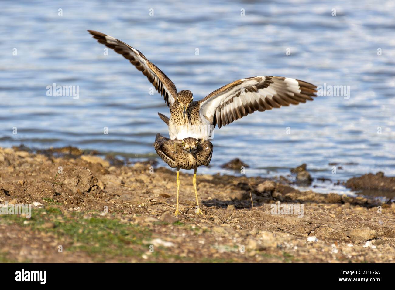 Acqua ginocchia spesse che si accoppiano sul bordo di un lago nel Parco Nazionale di Nairobi, Kenya Foto Stock