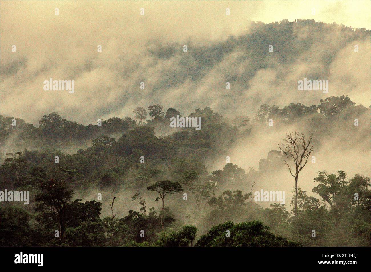 Paesaggio di foresta pluviale ai piedi del Monte Tangkoko e Duasudara (Dua Saudara) nel Sulawesi settentrionale, Indonesia. Secondo un nuovo rapporto della Wildlife Conservation Society, si stima che le foreste tropicali ad alta integrità rimuovano e immagazzinano circa 3,6 miliardi di tonnellate di CO2 all'anno (netta) dall'atmosfera. Tuttavia, la foresta - e le specie di fauna selvatica che la supportano - sono minacciate. "Tra il 2012 e il 2020, le temperature sono aumentate fino a 0,2 gradi Celsius all'anno nella foresta e l'abbondanza complessiva di frutta è diminuita dell'1% all'anno", ha scritto un team di scienziati guidati da Marine Joly. Foto Stock