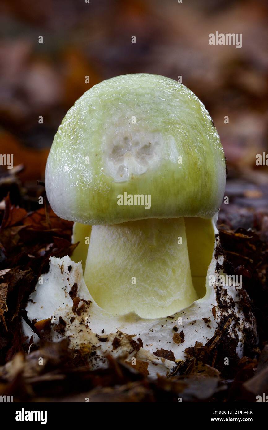Il cappellotto della morte, Amanita phalloides, causando molti avvelenamenti fatali in tutto il mondo, tra cui recentemente nel caso Erin Patterson, Leongatha, Australia Foto Stock