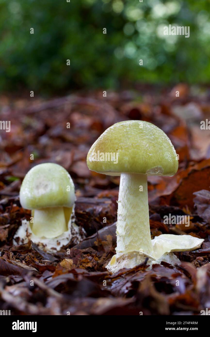 Il cappellotto della morte, Amanita phalloides, causando molti avvelenamenti fatali in tutto il mondo, tra cui recentemente nel caso Erin Patterson, Leongatha, Australia Foto Stock