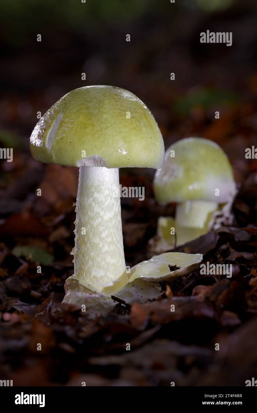 Il cappellotto della morte, Amanita phalloides, causando molti avvelenamenti fatali in tutto il mondo, tra cui recentemente nel caso Erin Patterson, Leongatha, Australia Foto Stock