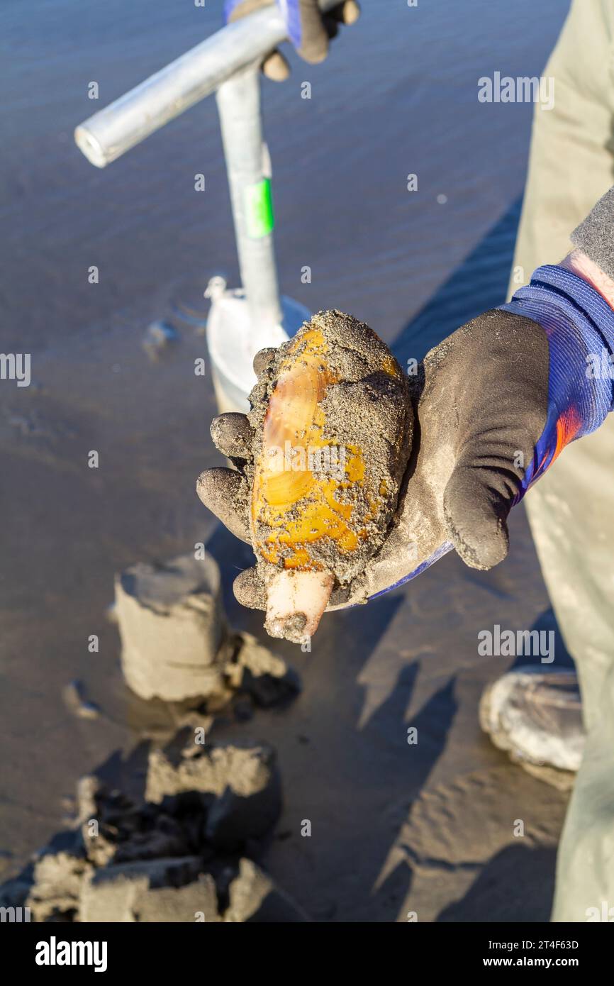 Una vongole di rasoio del Pacifico (Siliqua patula) nella mano di un uomo sulla spiaggia nel nord-ovest del Pacifico, con attrezzature per lo scavo di vongole. Foto Stock